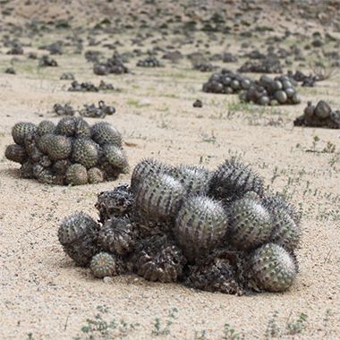 Copiapoa calderana